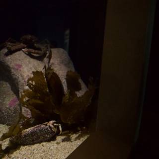 Aquatic Still Life at Monterey Bay Aquarium, 2023