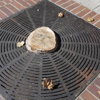 The Tree Stump and Metal Grate