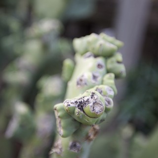 Close-up of Damaged Succulent Plant Cluster