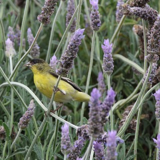 garden or natural habitat