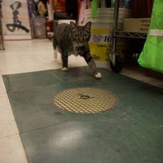 Chinatown Encounter: Feline on the Prowl