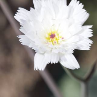 White Daisy with Yellow Center