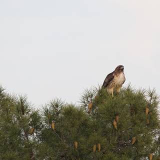 The Majestic Perch: A Hawk atop a Pine Tree