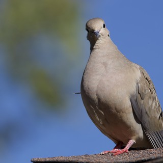 Eurasian Collared-Dove Close-Up Portrait on Rooftop