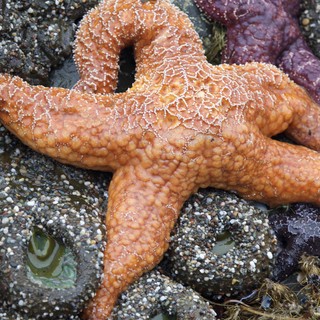 Vibrant Ochre Sea Stars in Pacific Tidal Pool