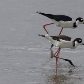 Ballet on Stilts