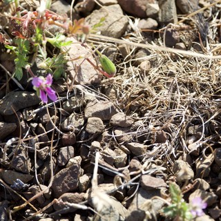 Hardy Wildflowers Persist Among Rocky Desert Terrain