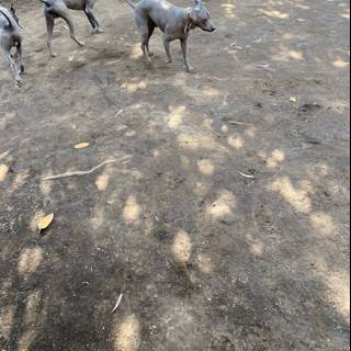 Three Grey Canines Running Wild in Xochimilco