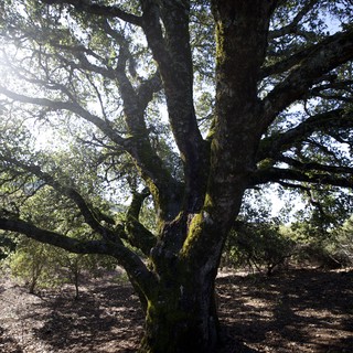 Ancient Moss-Covered Oak Stands Sentinel at Mount Diablo