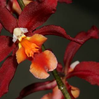 Radiant Red and Orange Orchid