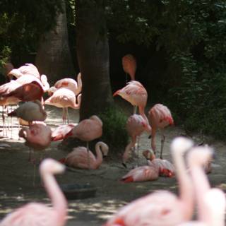 Flock of Flamingos in the Zoo