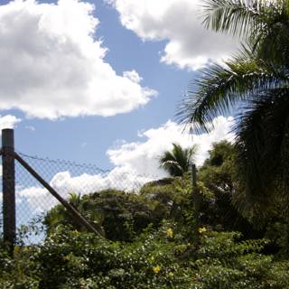 Tropical Paradise Fence