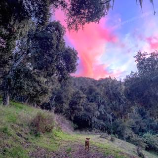 A Dog's View of the Majestic Pink Sky