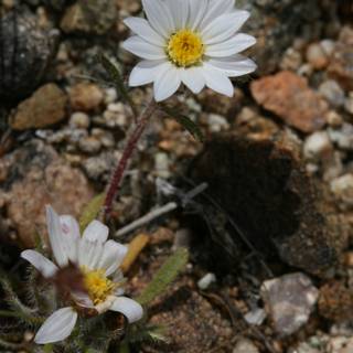 Twin Daisies Amongst Rocks and Soil
