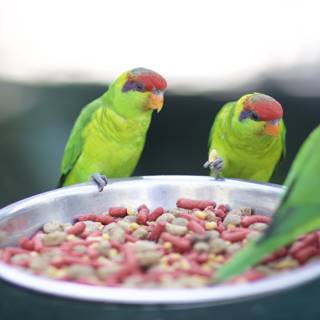 Parakeets and Parrot Enjoy a Meal