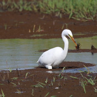 Great Egret Catches Crayfish in Wetland Marsh