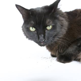 Graceful Black Cat
