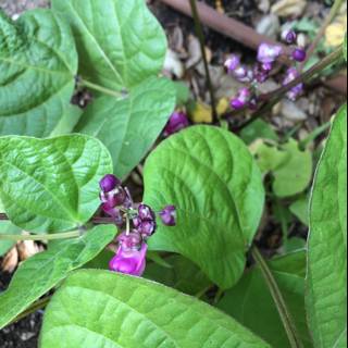 Purple Acanthaceae Plant in Altadena
