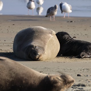Elephant Seal Mother and Pup Resting on Beach