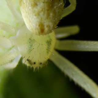 Pale Crab Spider Close-Up Macro Portrait