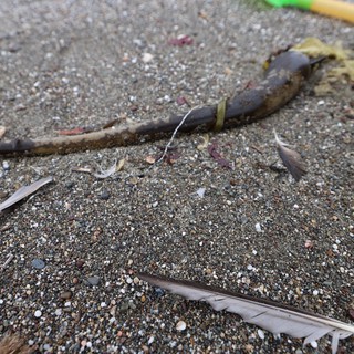 Beach Debris and Toy Spade on Sandy Shore