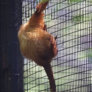 A Glimpse at Playful Acrobatics - Monkey at Honolulu Zoo