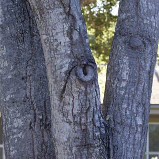 Guardian of the Grove