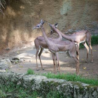 Majestic Impalas and Antelopes at Zoo