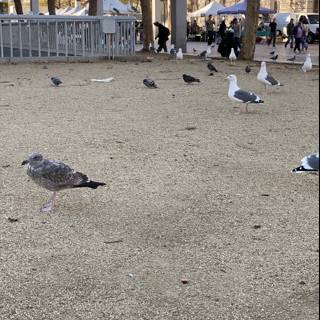 Flock of Birds at Civic Center/UN Plaza