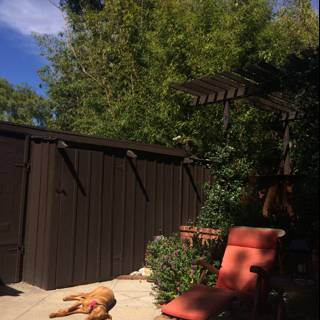 Serene Dog in Backyard Patio