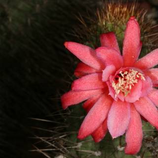 Pink Petals on a Prickly Cactus