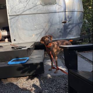 Curious Canine Adventures