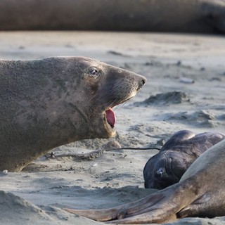 Elephant Seal Vocalizing on Sandy Beach at Drakes Beach