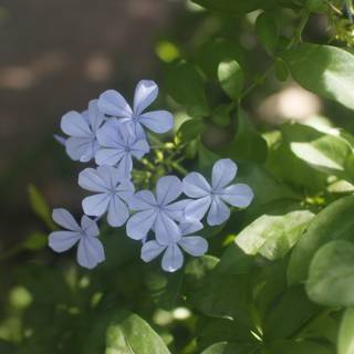 Blue Geranium in the Sun