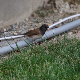 Dark-Eyed Junco Foraging on Suburban Lawn Edge