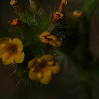 Yellow Geranium Flower in Close-up