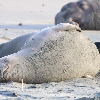 Elephant Seal Resting on Drakes Beach Sand