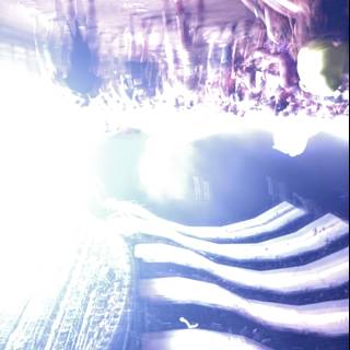 Illuminated Vibrance