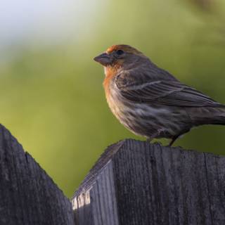 Peaceful Perch