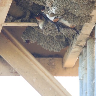 Cliff Swallow Tending to Mud Nest Colony