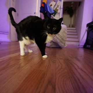 Black and White Cat Mid-Stride on Hardwood Floor