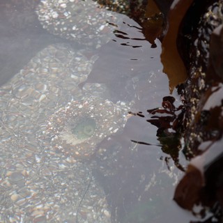 Camouflaged Fish Lurking in Shallow Tide Pool