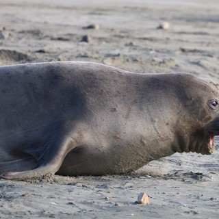 Young Elephant Seal Resting on Sandy Beach