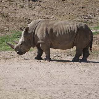 Mighty Rhino in the Wild