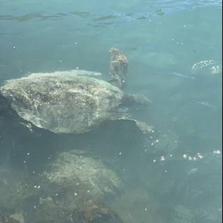 Graceful Sea Turtle in Hawaiian Waters