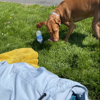 Inquisitive Pup Sniffs Out His Hydration