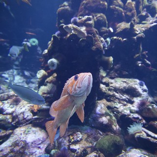 Peach-Colored Fish Among Vibrant Coral Reef