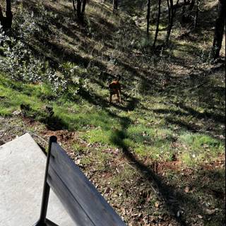 Canine Companion on Sierra National Forest Hillside