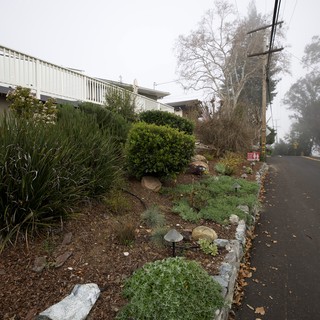 Misty Morning Garden Along Foggy Roadside