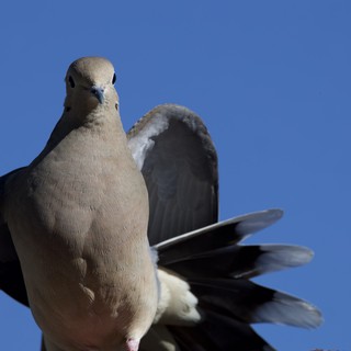Eurasian Collared Dove Portrait Against Clear Blue Sky
